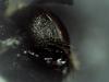 Lasioglossum sp.